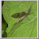 Ephemera danica - Eintagsfliege 09.jpg